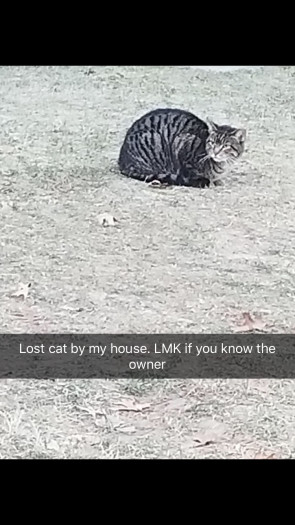 Found Cats