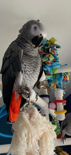Lost AFRICAN GRAY  GONGO